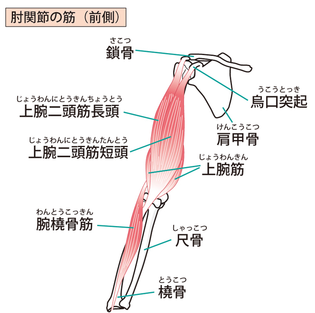 テニス 肘 と は